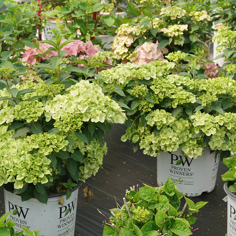 A group of Fairytrail Green cascade hydrangea in a greenhouse