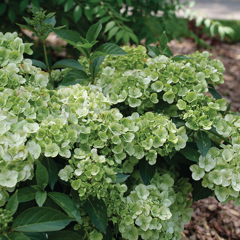 Close up of the green blooms of Fairytrail Green cascade hydrangea