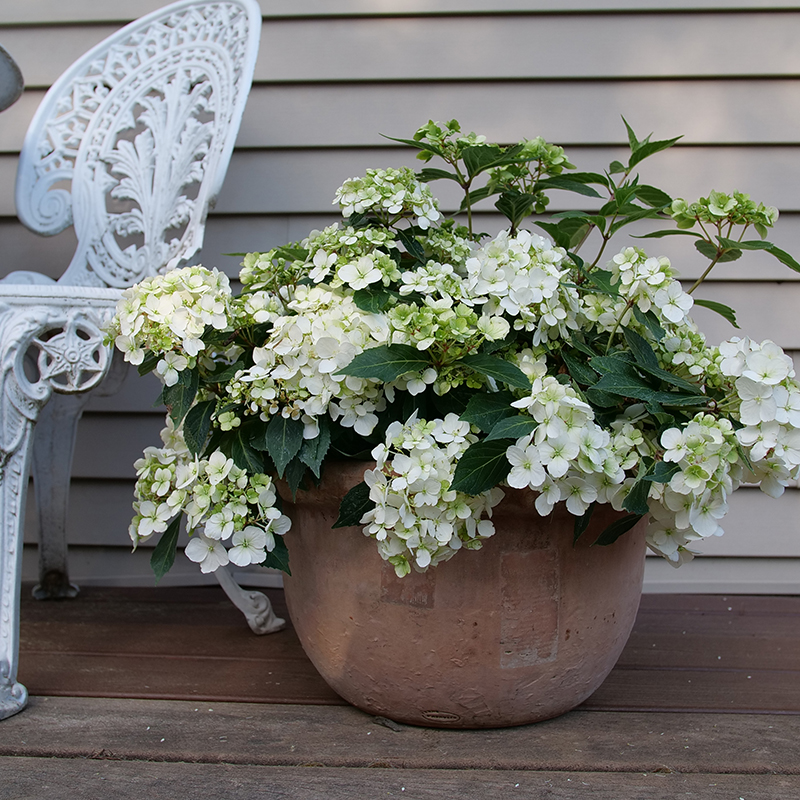 Fairytrail White cascade hydrangea in a pot on a deck