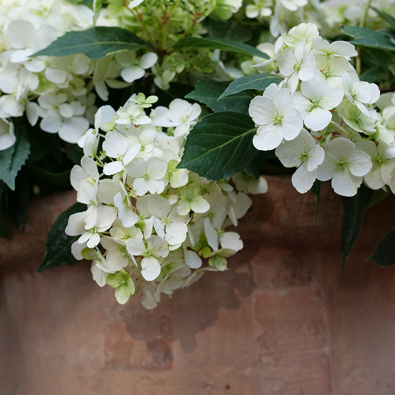 Close up of the white blooms of Fairytrail White hydrangea