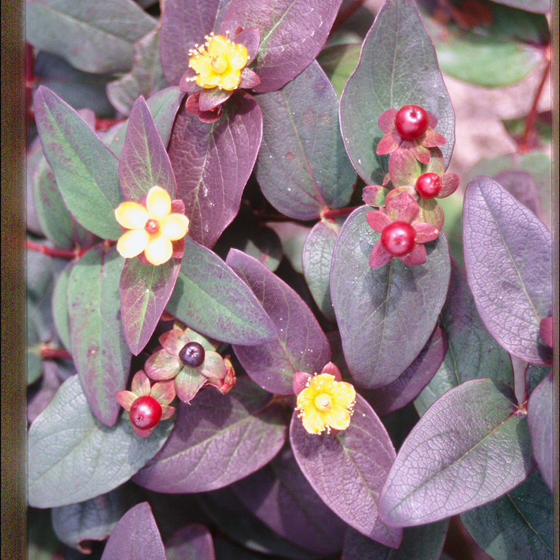 Closeup of the purple foliage yellow flowers and red berries of Albury Purple hypericum