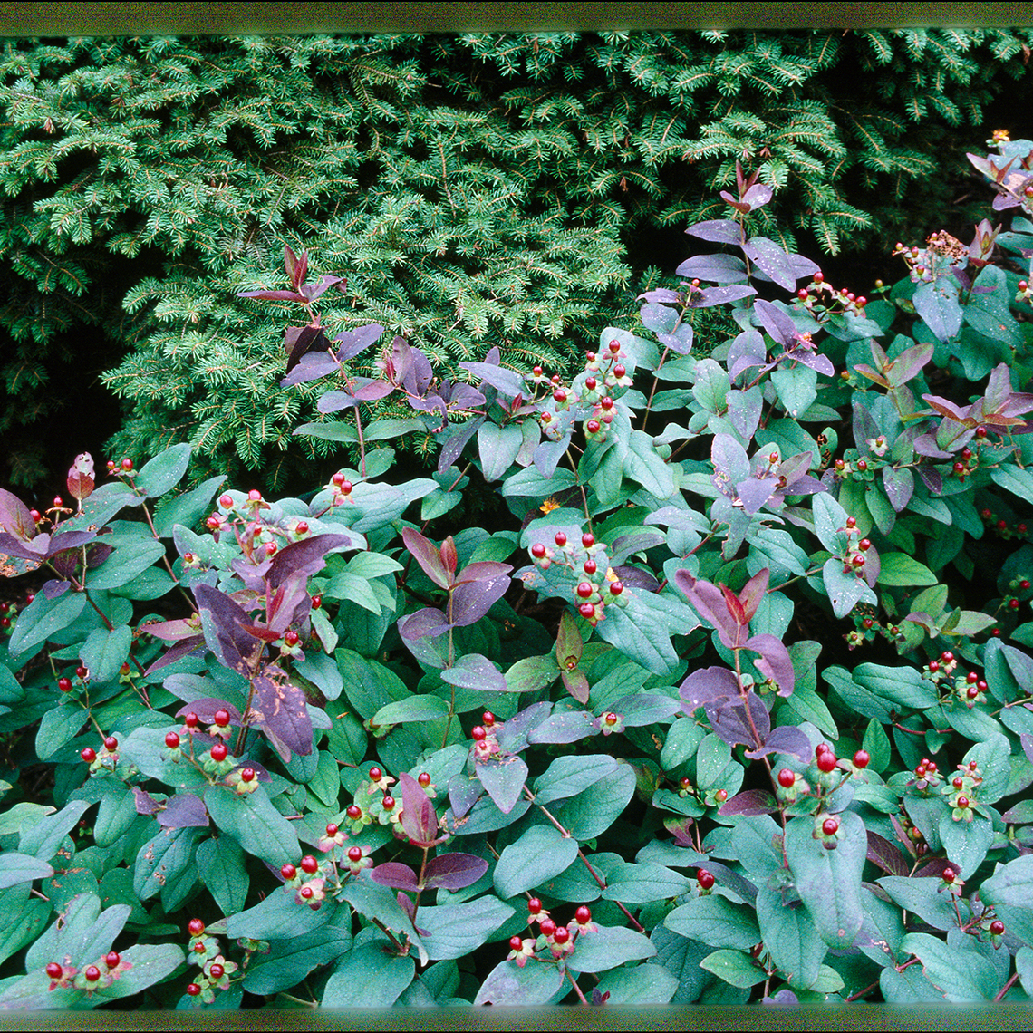 The blue and purple foliage of Albury Purple hypericum