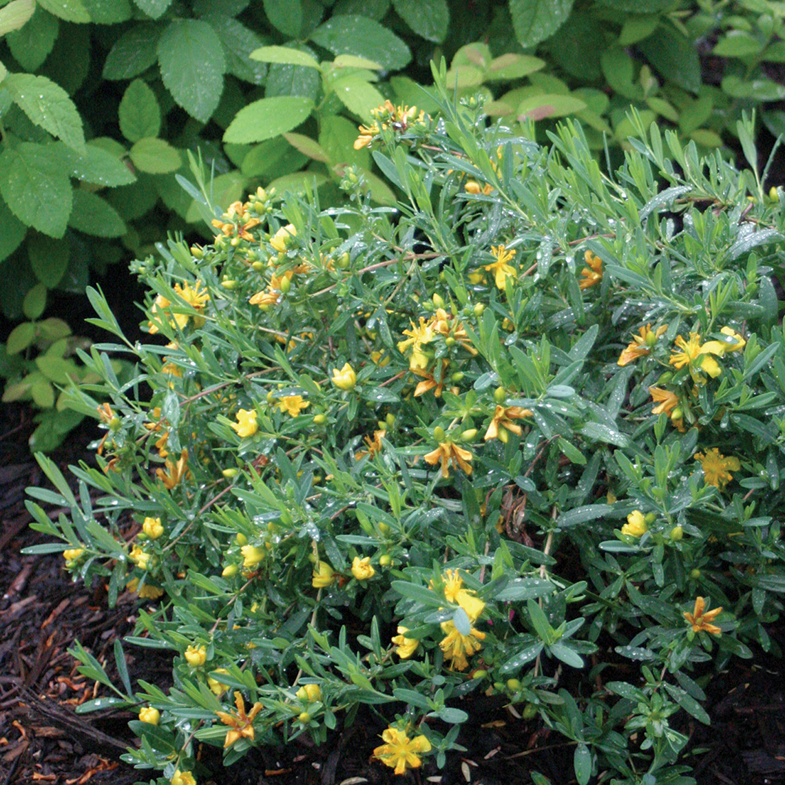 A specimen of Blue Velvet hypericum in the landscape showing its rounded habit and yellow flowers