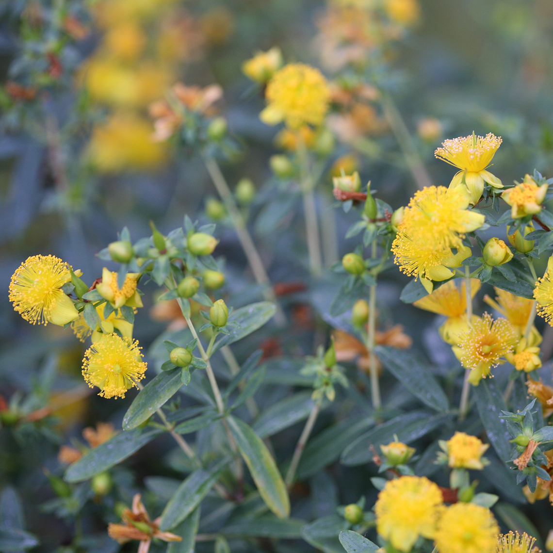 Closeup of the yellow puffball flowers of Blues Festival hypericum contrasting with the narrow blue leaves