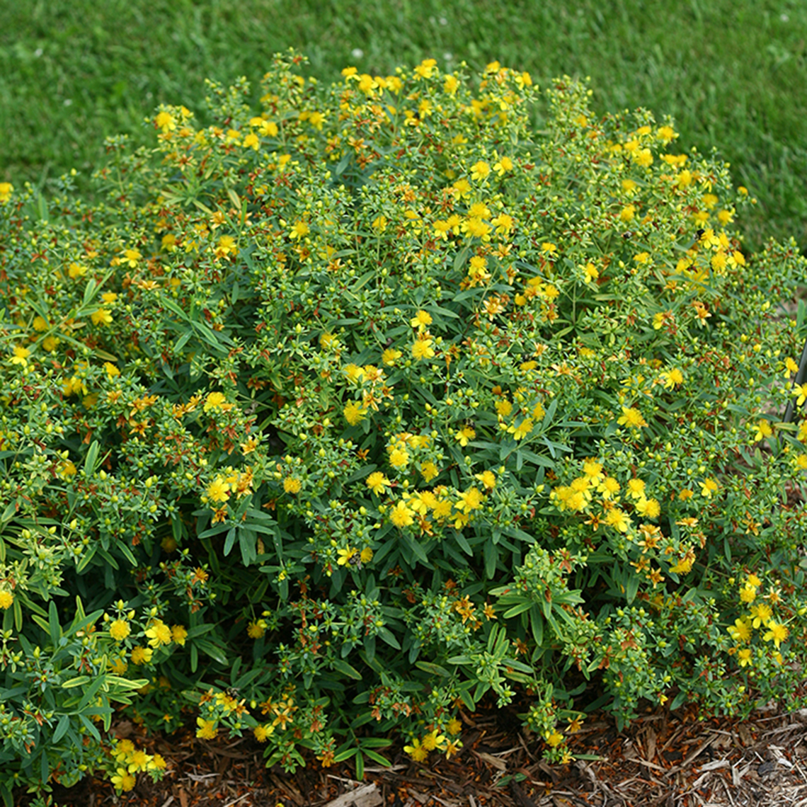 A specimen of Blues Festival hypericum showing its habit and yellow blooms