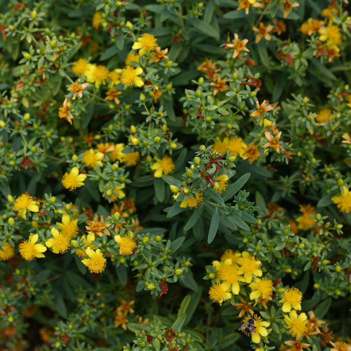 Closeup of a portion of Blues Festival hypericum showing its flower coverage and contrast with the blue foliage