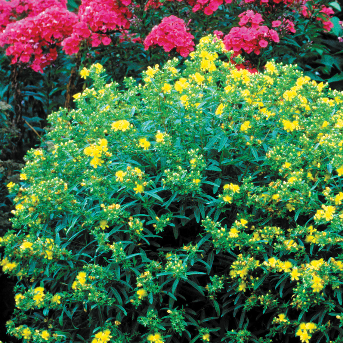 Gemo hypericum in the landscape with yellow flowers and blue foliage