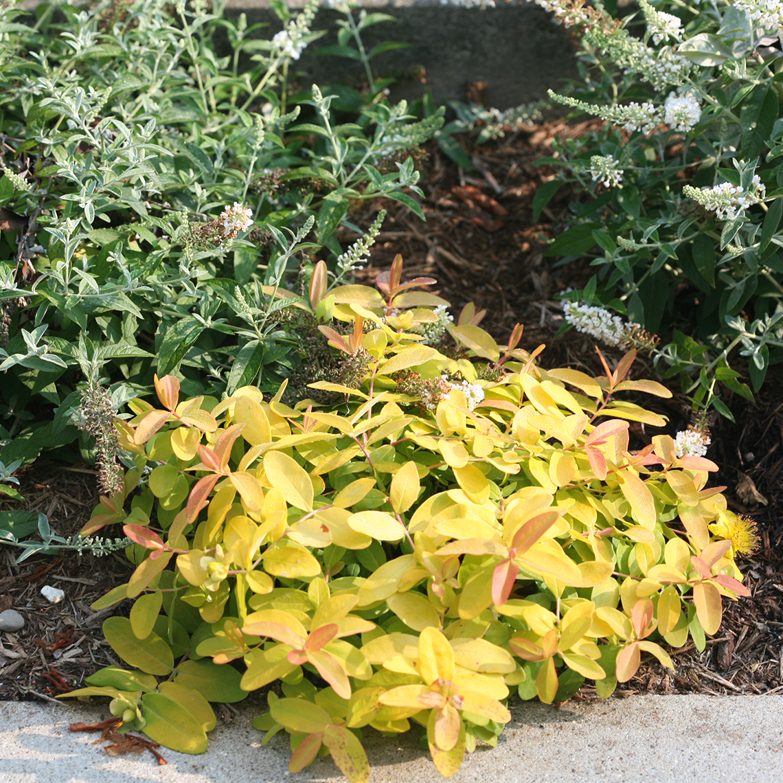 A neat specimen of Golden Rule hypericum in a landscape displaying its bright yellow foliage and ground covering habit