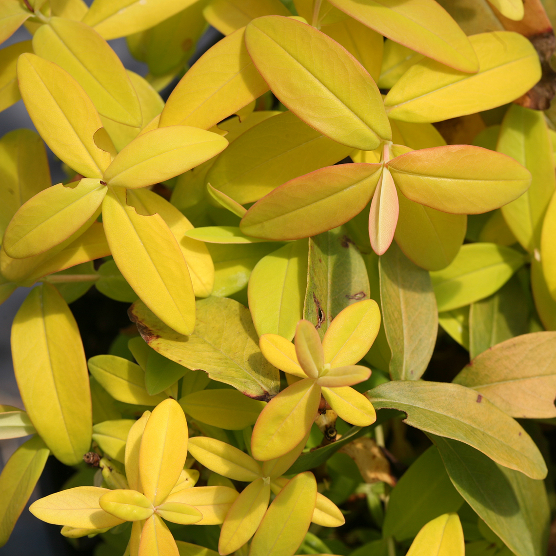 Closeup of the waxy yellow foliage of Golden Rule hypericum