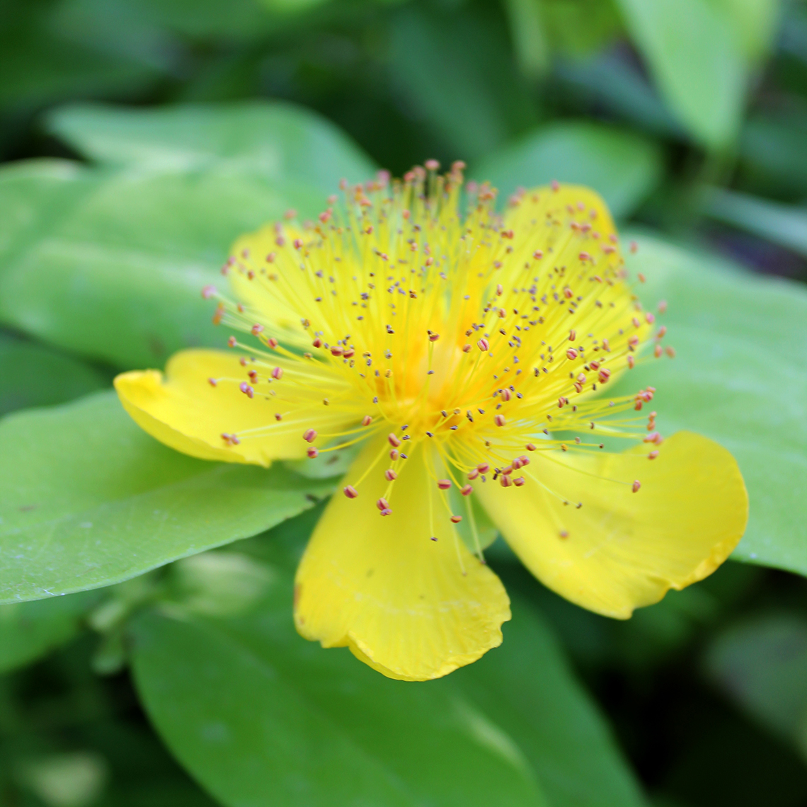 Closeup of the large bright yellow flower of Golden Rule hypericum
