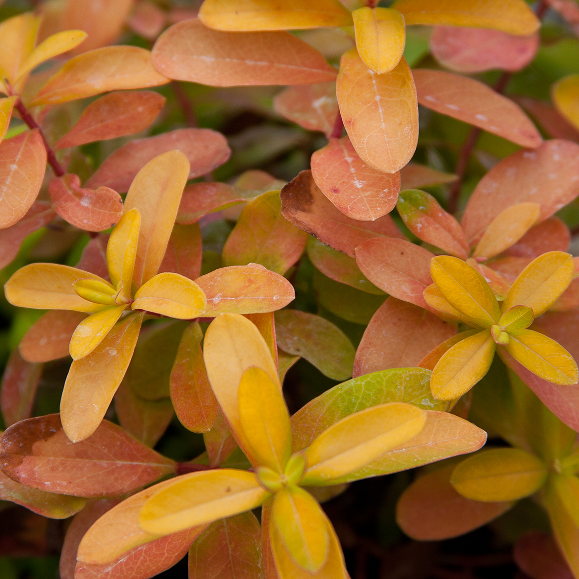 The waxy foliage of Golden Rule hypericum showing its sunset toned autumn color