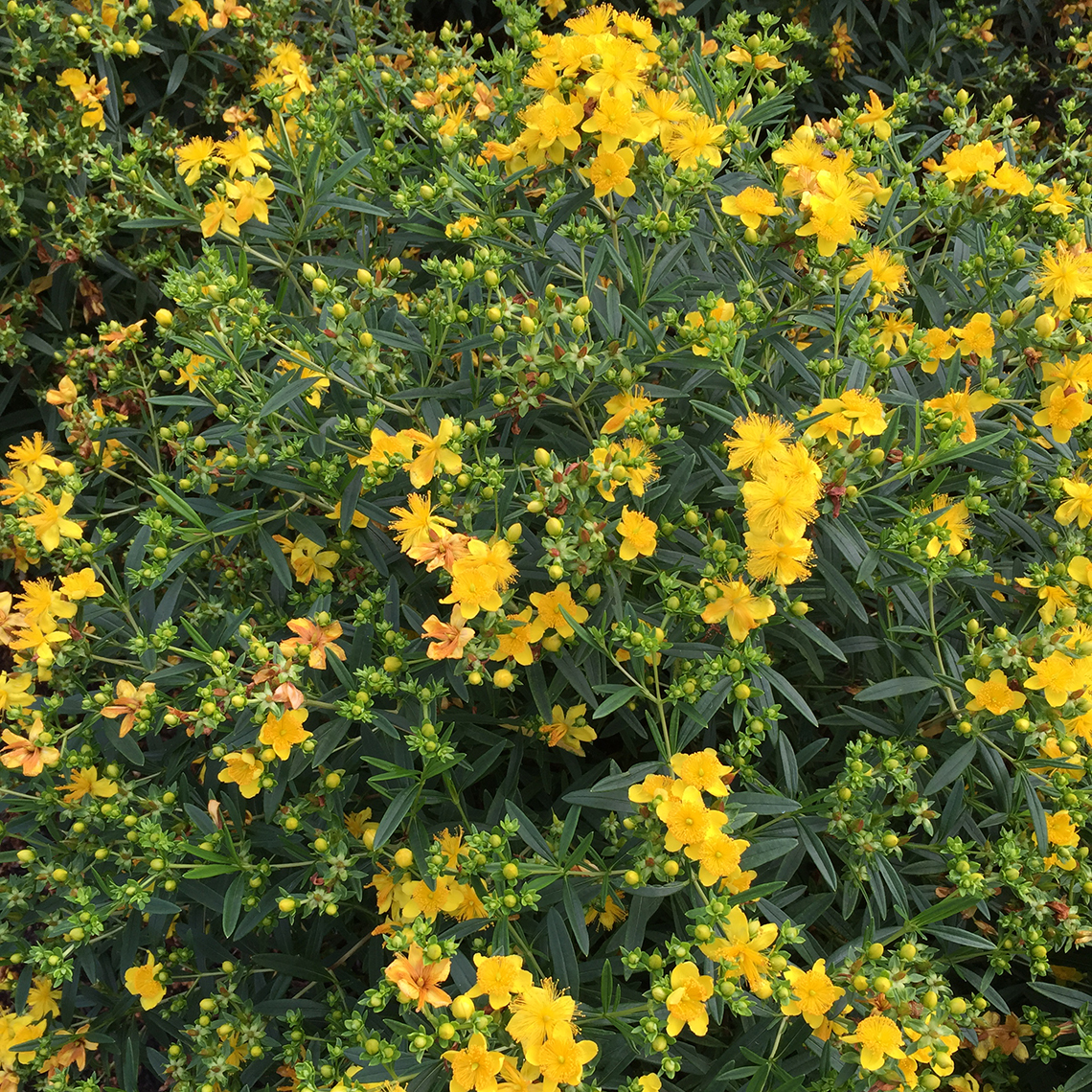 The yellow sunburst flowers of Sunny Boulevard hypericum