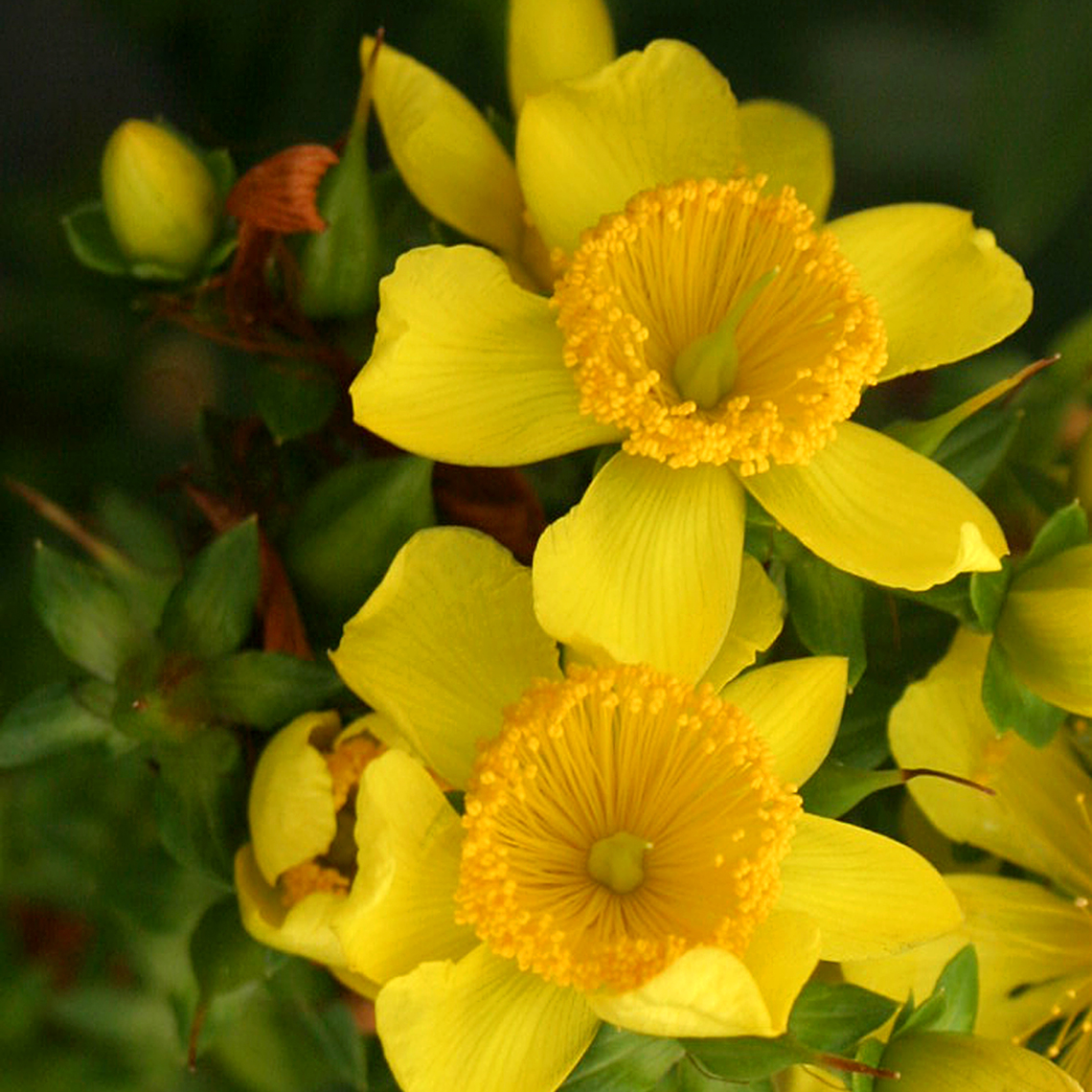 Closeup of the yellow sunburst flowers of Sunny Boulevard hypericum
