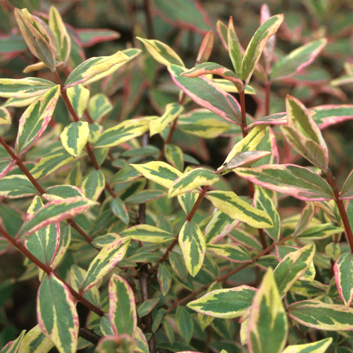 The unusual green yellow and pink variegated foliage of Tricolor hypericum
