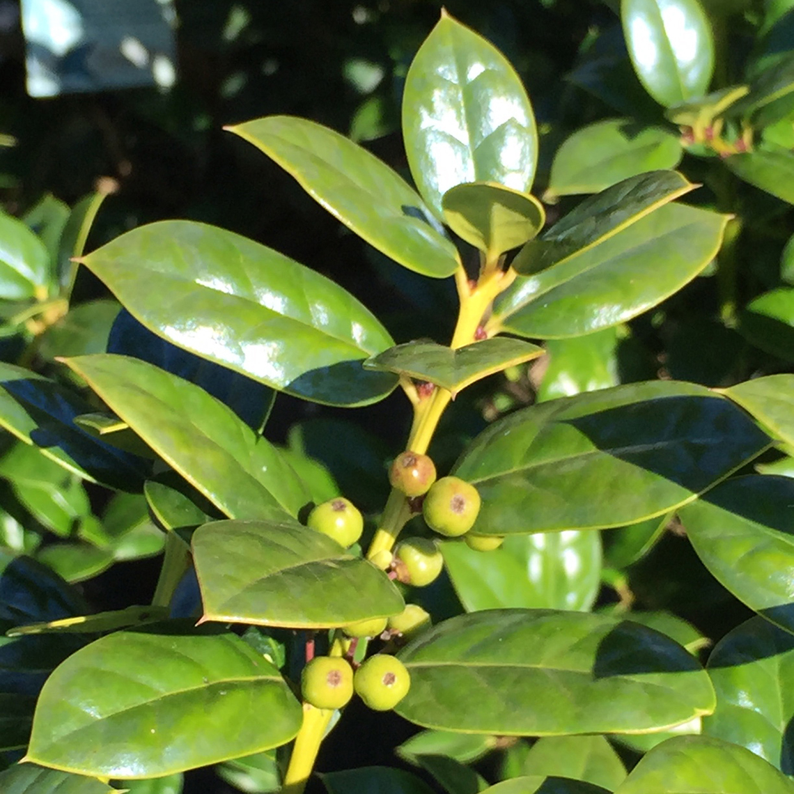 Close up of Ilex cornuta Burfordii Nana foliage and green berries