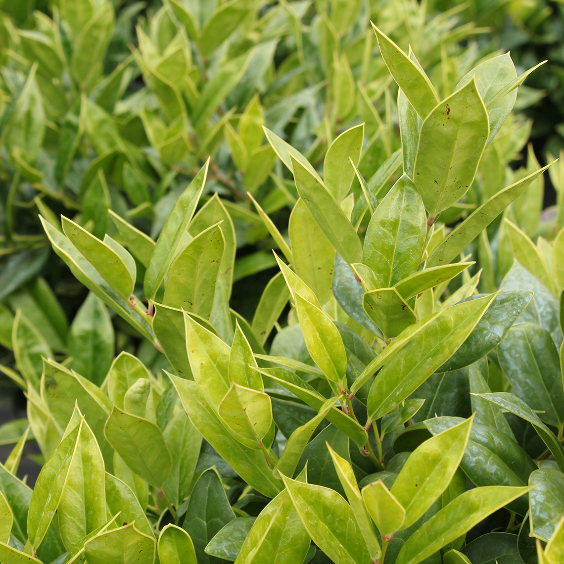 Close up of bright green leathery Ilex cornuta Carissa foliage
