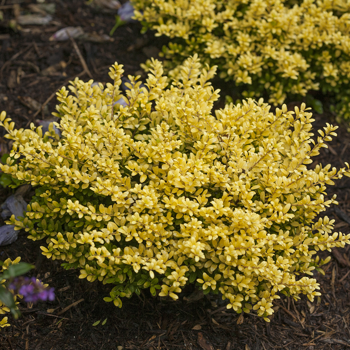 Bright yellow Brass Buckle Ilex crenata shines in landscape
