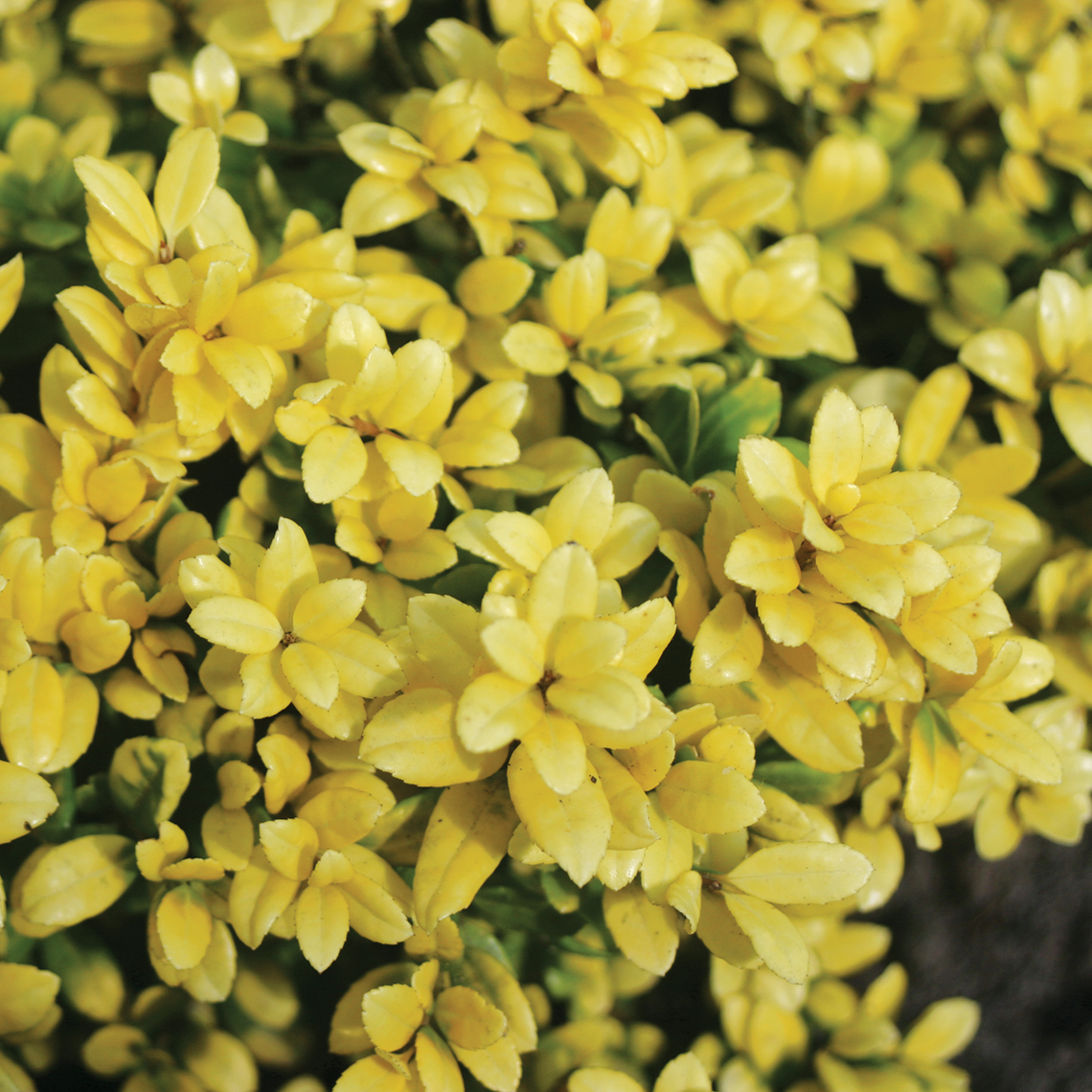 Close up of finely textured yellow Brass Buckle Ilex crenata foliage