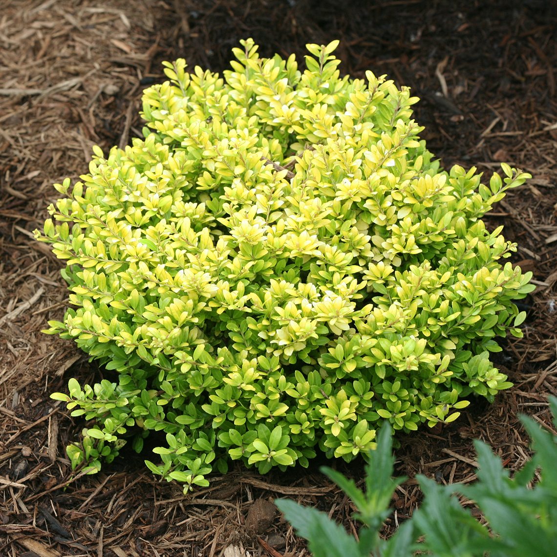 Brass Buckle Ilex  Spring Meadow - wholesale liners - Spring
