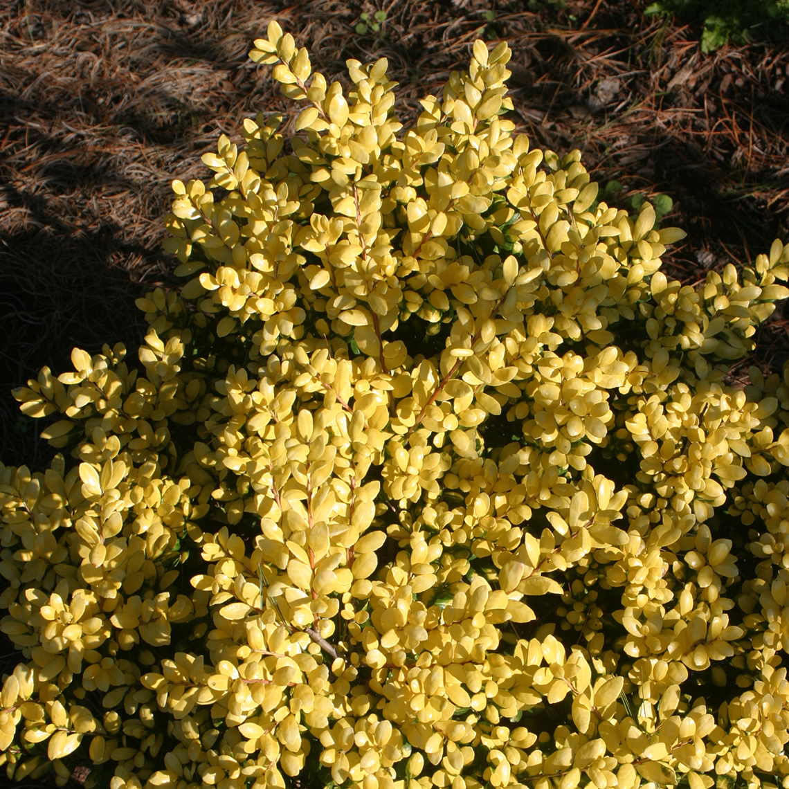Petite yellow leaves on dwarf Ilex crenata Drops of Gold