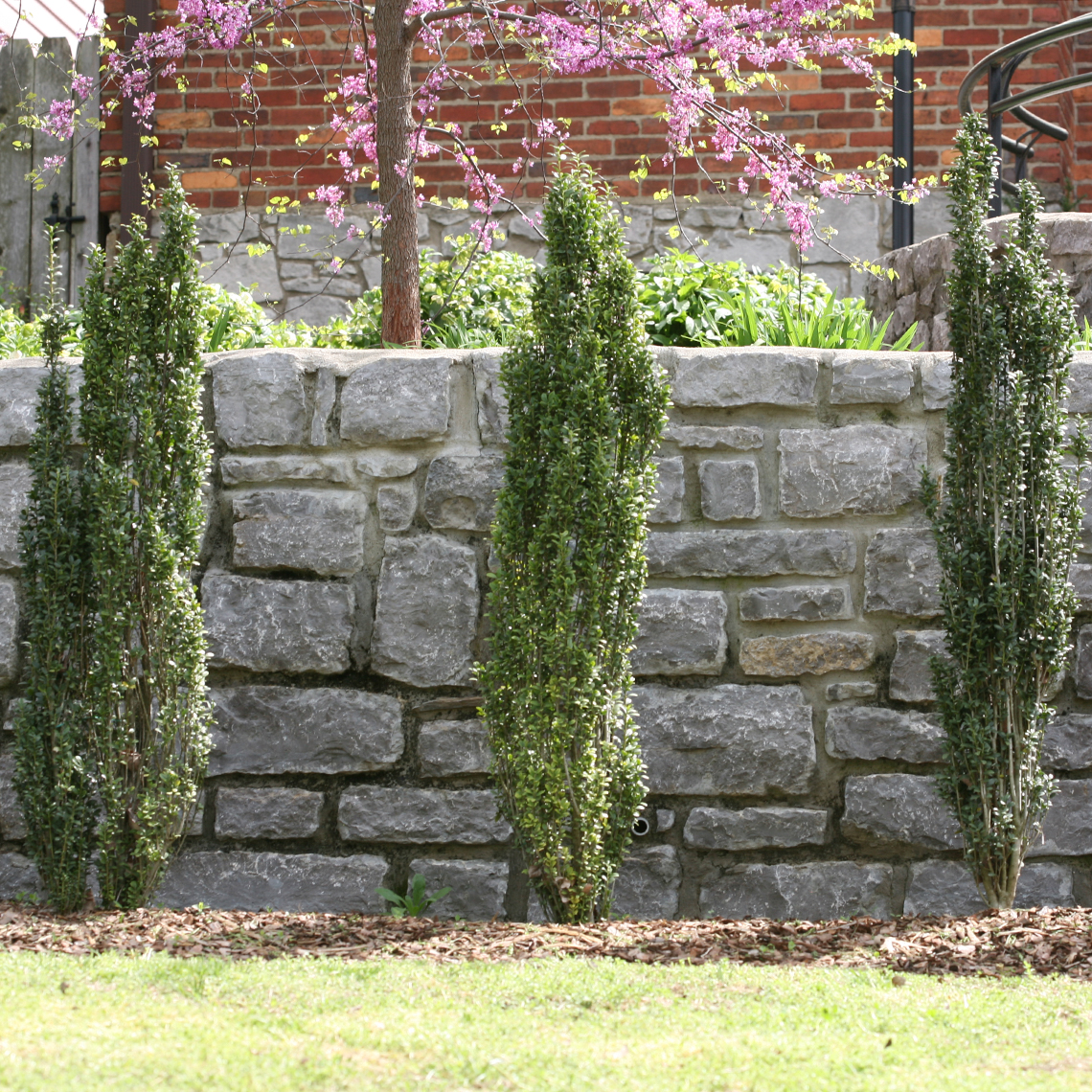 Trio of very narrow Sky Pencil Ilex crenata planted in front of a stone wall