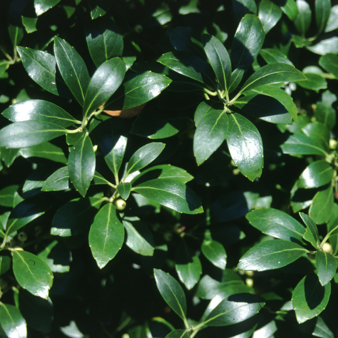 Close up of glossy evergreen Ilex glabra Nigra foliage