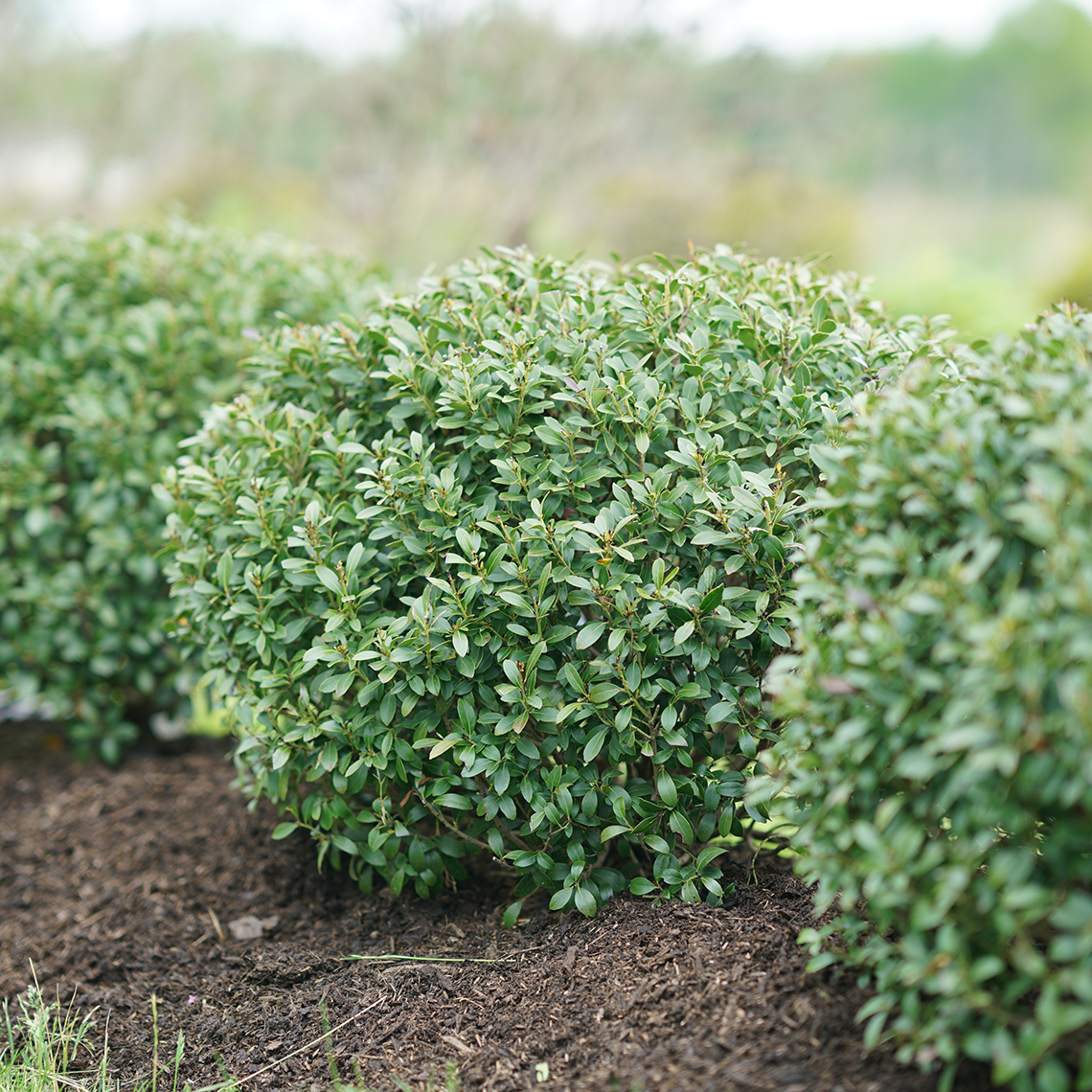 Row of rounded evergreen Strongbox Ilex glabra in field