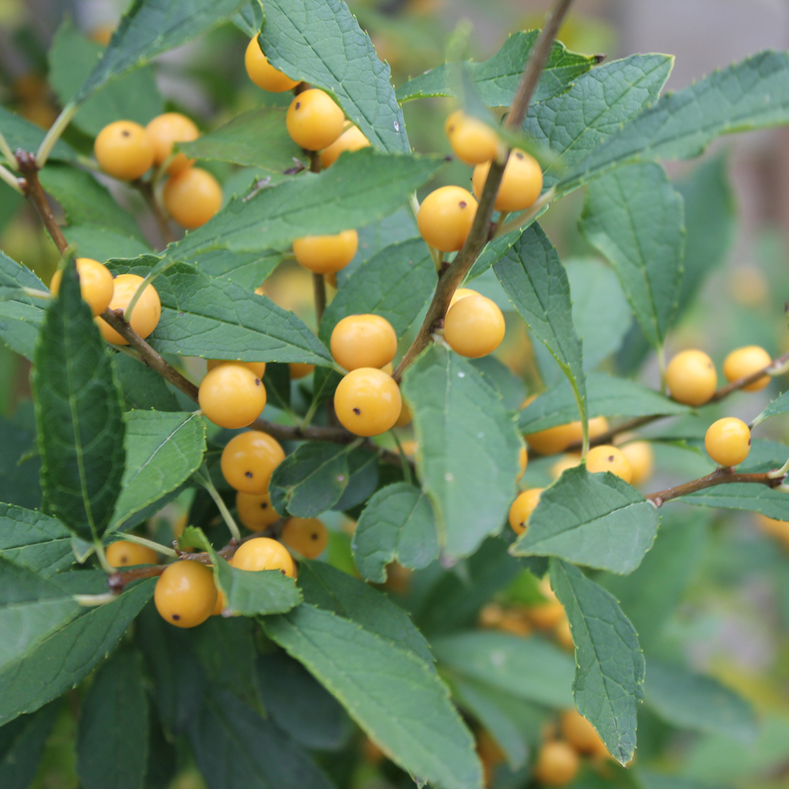 Clean green foliage and yellow fall fruit of Berry Heavy Gold winterberry holly