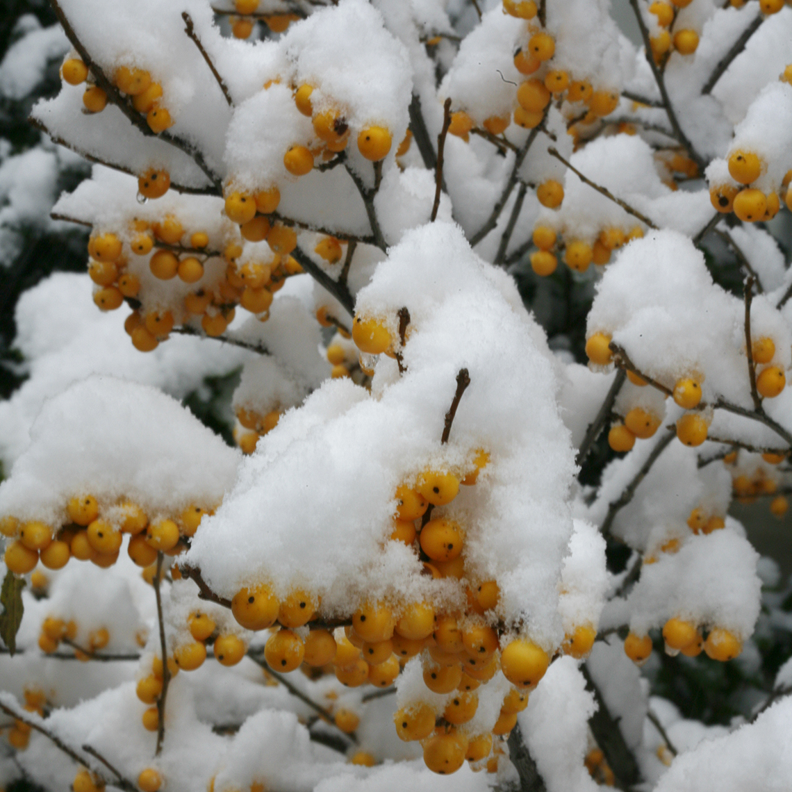 Close up of yellow Berry Heavy Gold winterberries covered in snow