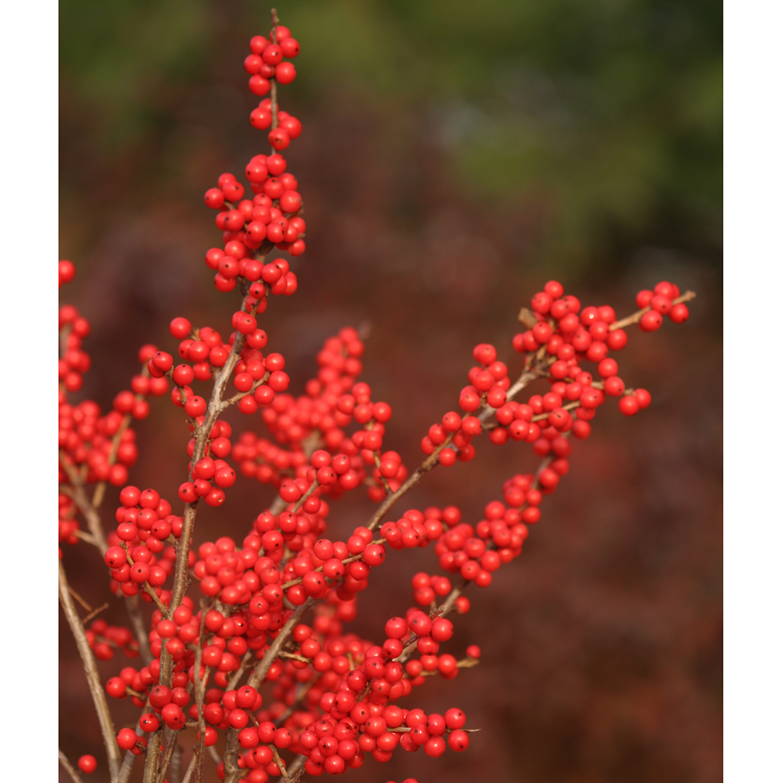 Close up of plentiful small red berries on Berry Nice winterberry holly