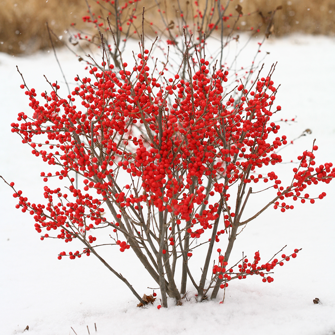 Dwarf Berry Poppins winterberry holly in snowy landscape