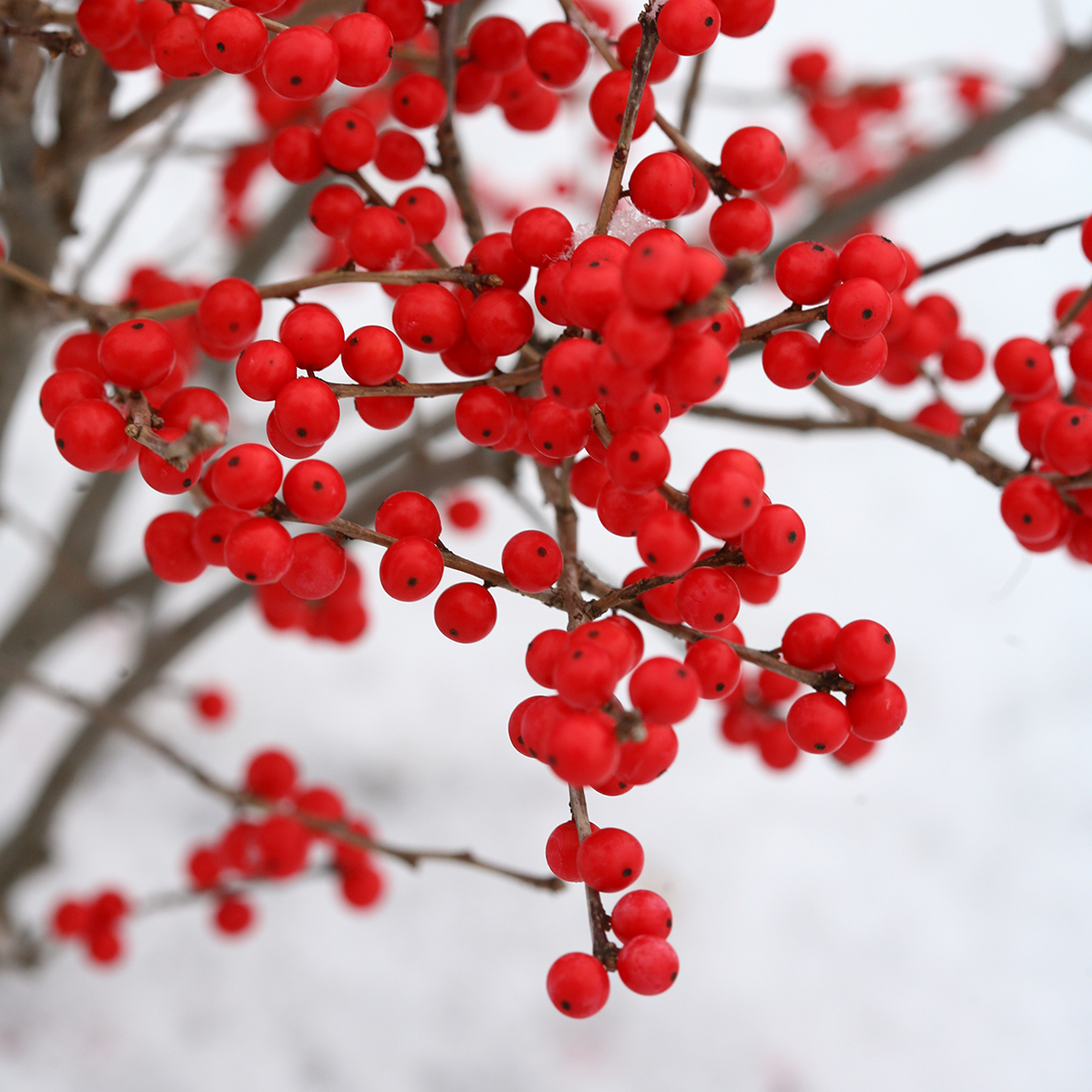 Close up of plentiful red berries on Berry Poppins winterberry holly