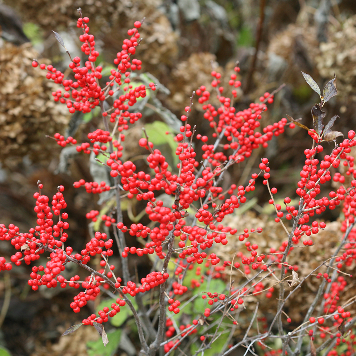 Branch of Berry Poppins winterberry laden with red fruit in fall