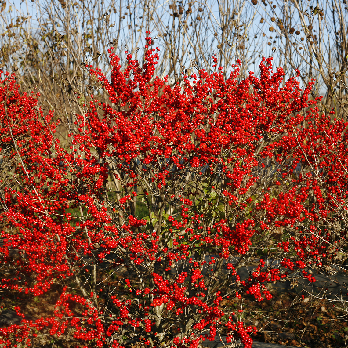 Compact Berry Poppins winterberry holly covered in red fall fruit