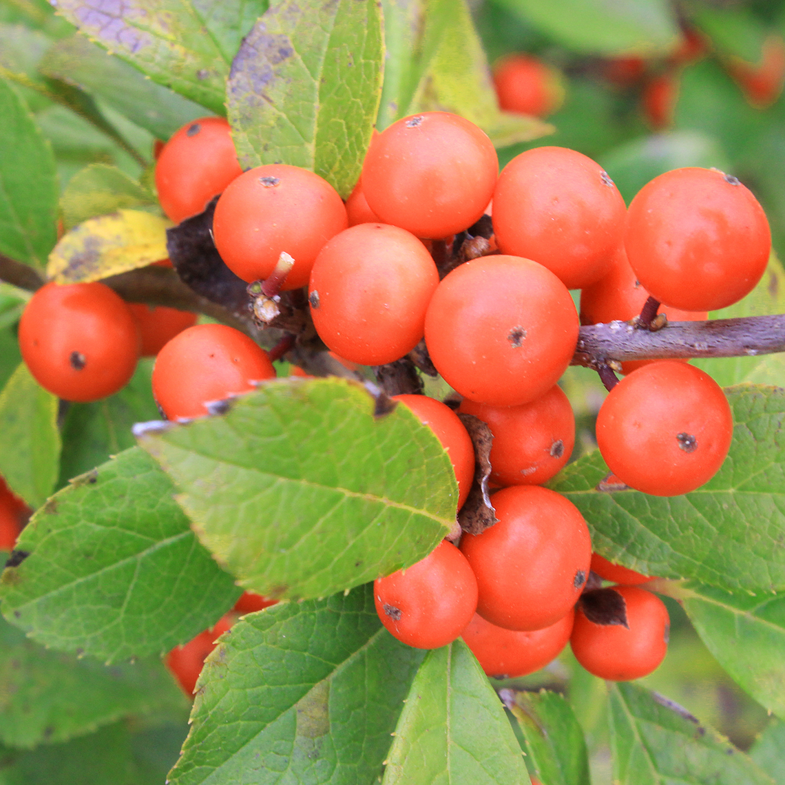Close up of orange red Little Goblin Orange winterberry holly berries