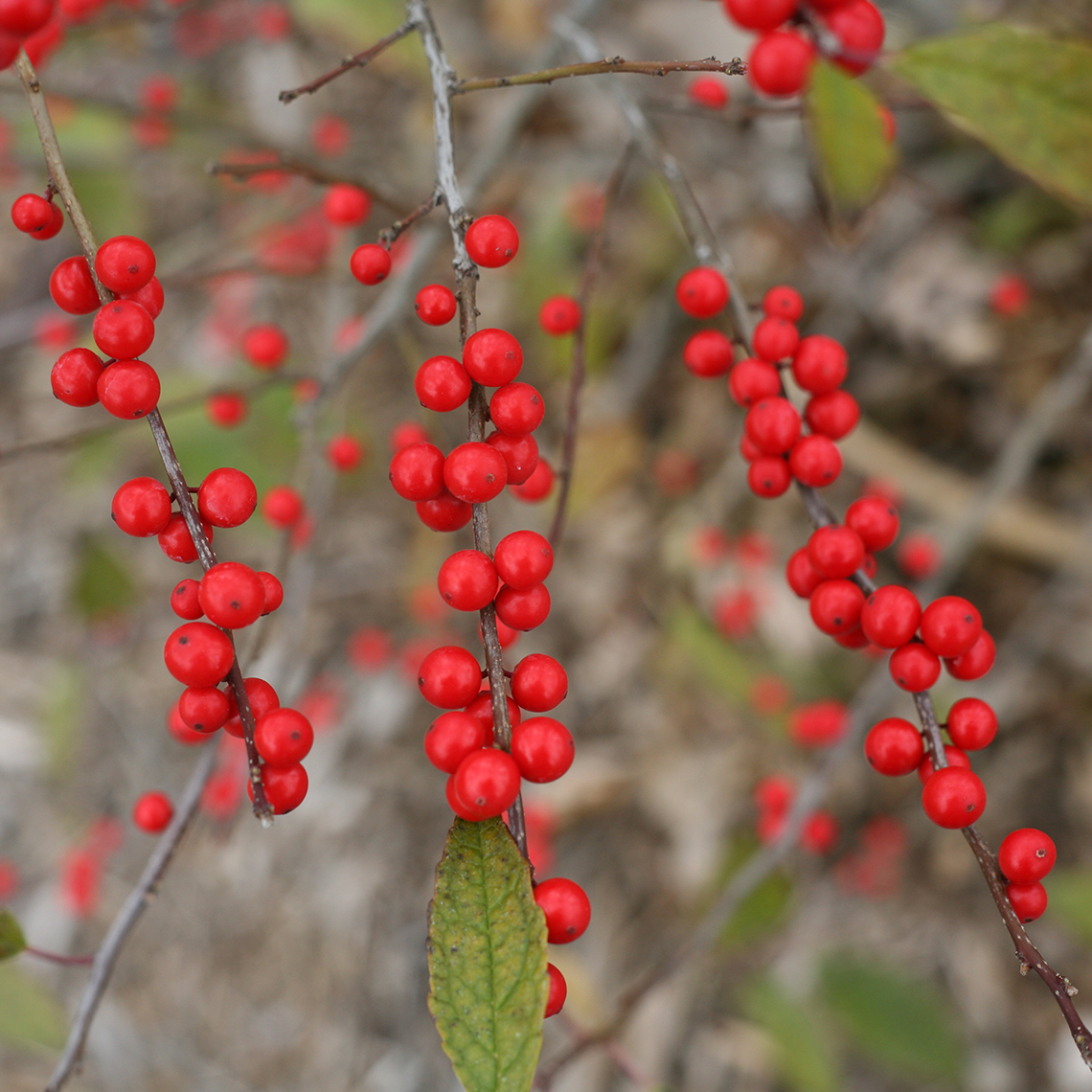 Close up of lightly fruited Maryland Beauty winterberry holly branches