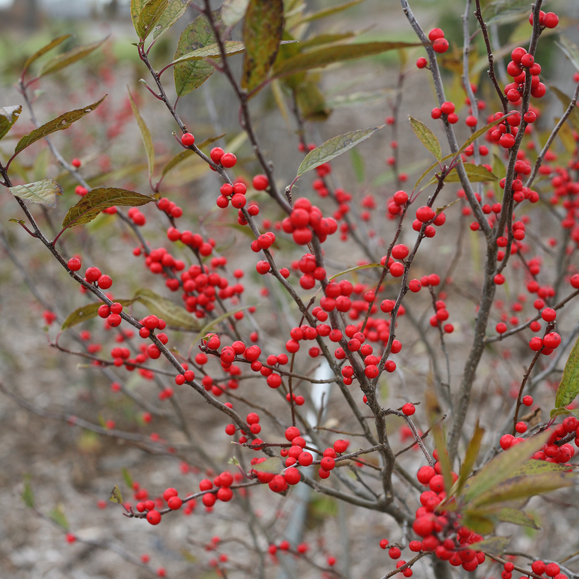 Red berries of Maryland Beauty winterberry holly in landscape