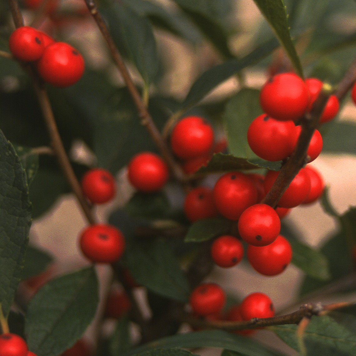 Close up of dark green foliage and red berries of Ilex Red Sprite