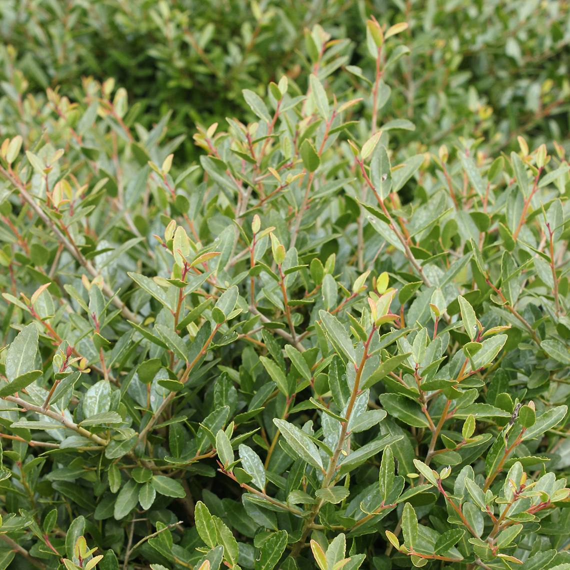 Close up of the finely textured foliage of Ilex vomitoria Nana