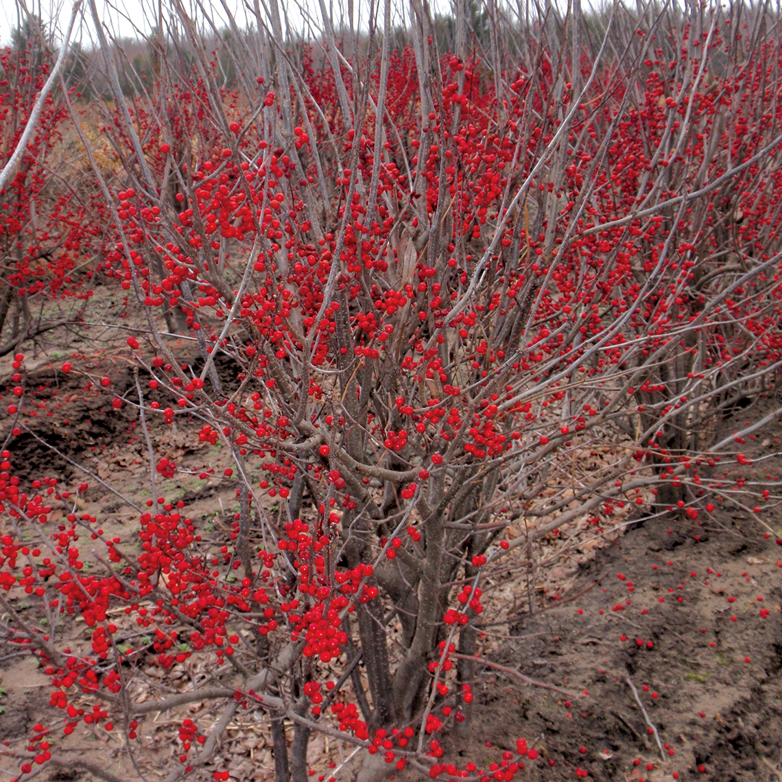 Row of Sparkleberry holly with red fruit in growing field