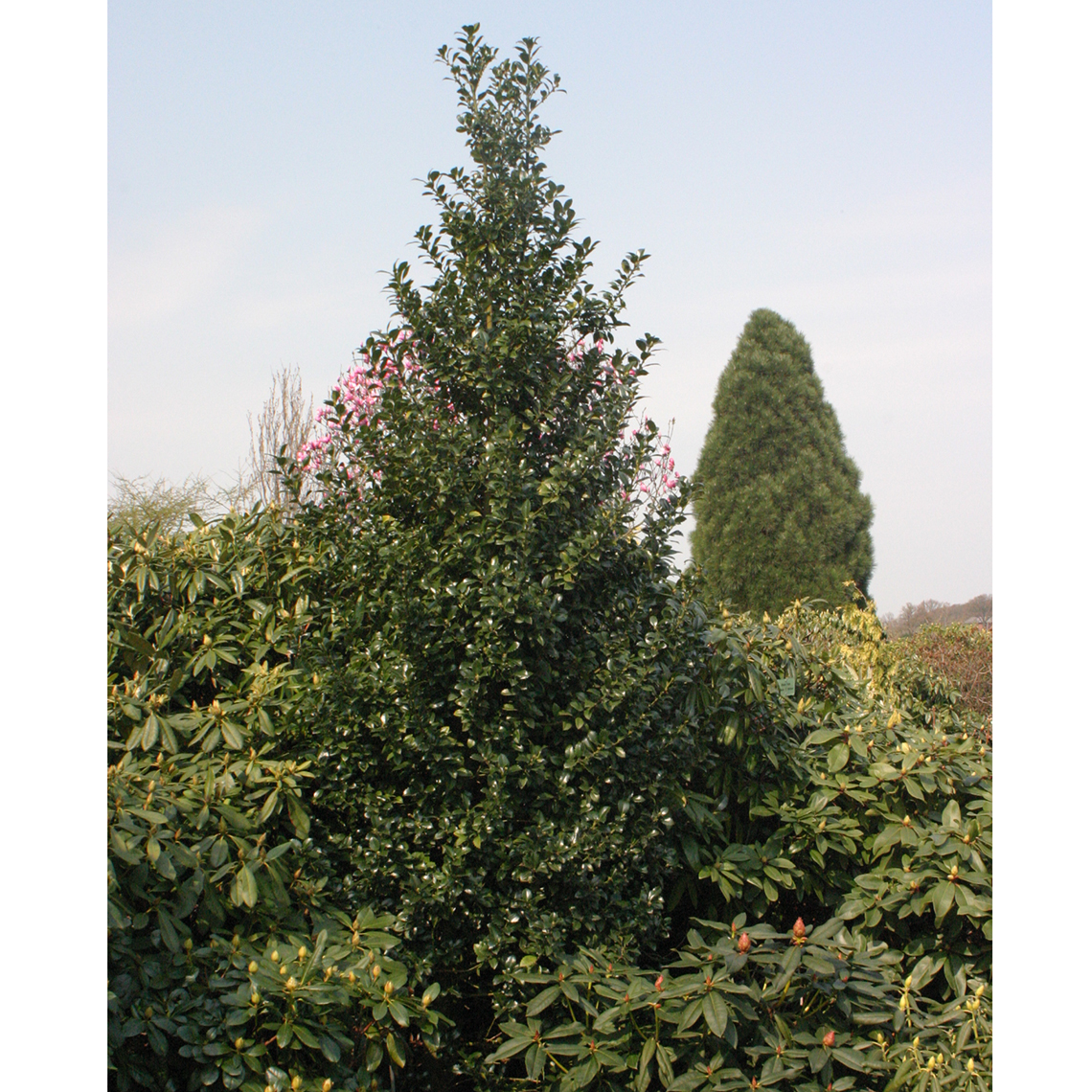Tall and pyramidal Castle Spire blue holly in evergreen planting