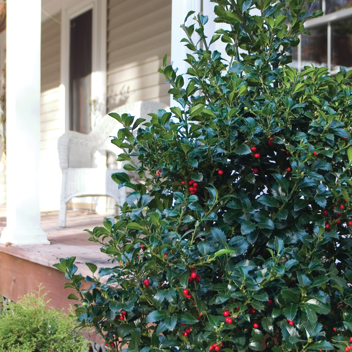 Specimen of Castle Spire blue holly planted next to residential porch