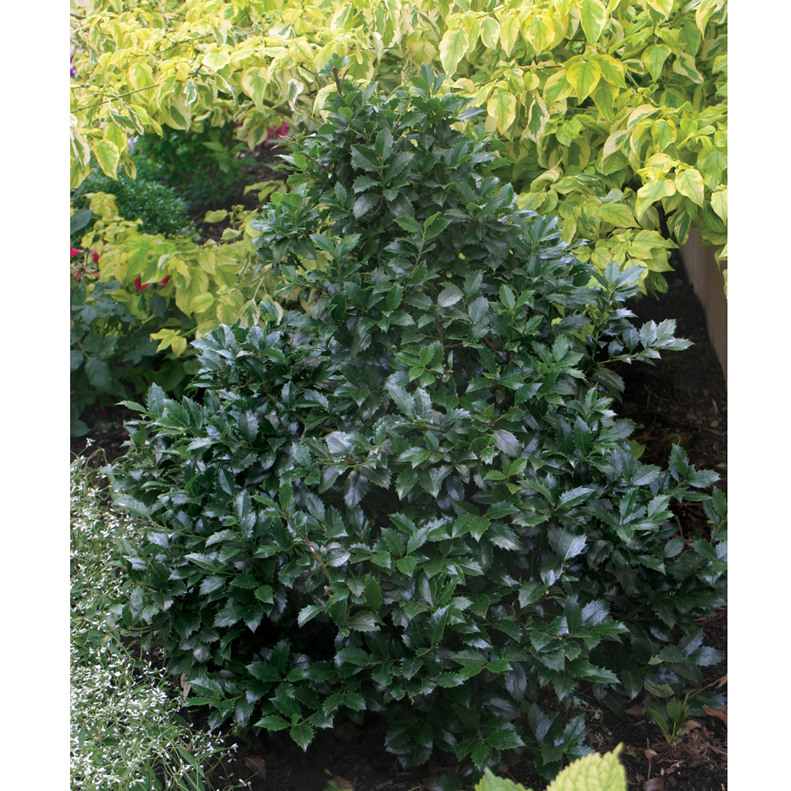 Dark leafed Castle Spire blue holly planted in front of yellow variegated tree