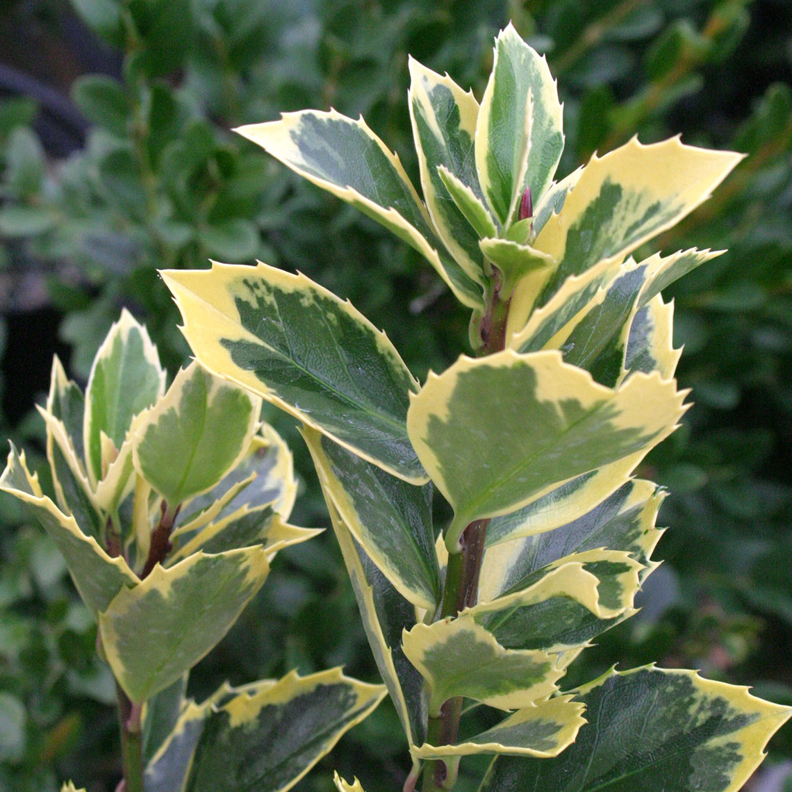 Close up of yellow and green variegated Honey Maid blue holly foliage