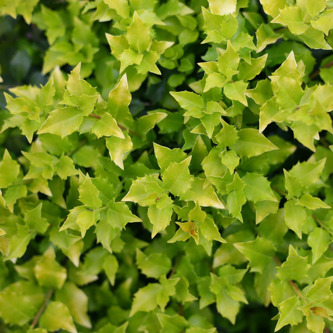 Close up of lime Pharos Gold blue holly foliage