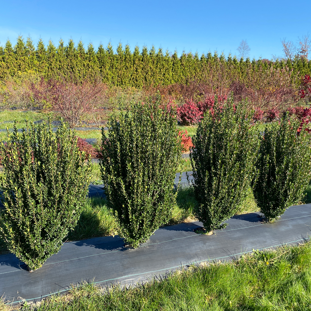 Four upright narrow Japanese holly shrubs in a trial field with a line of arborvitae in the distance. 