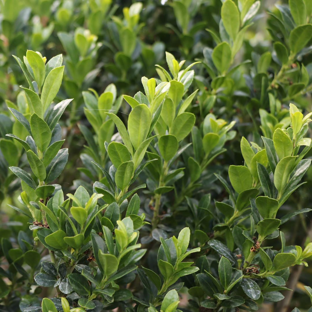 The flat foliage of Hedge Box Japanese holly. 