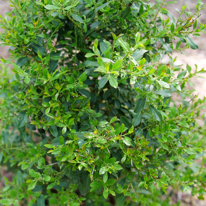 Close up showing the green foliage of Squeeze Box Inkberry Holly. 