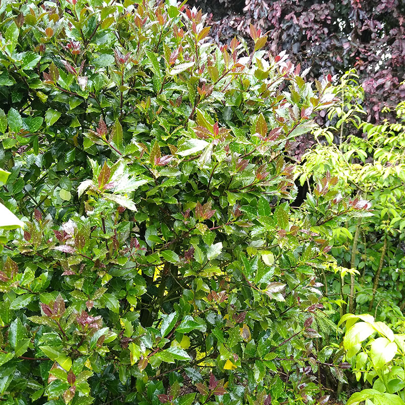 Castle Rouge blue holly | Spring Meadow - wholesale liners - Spring ...