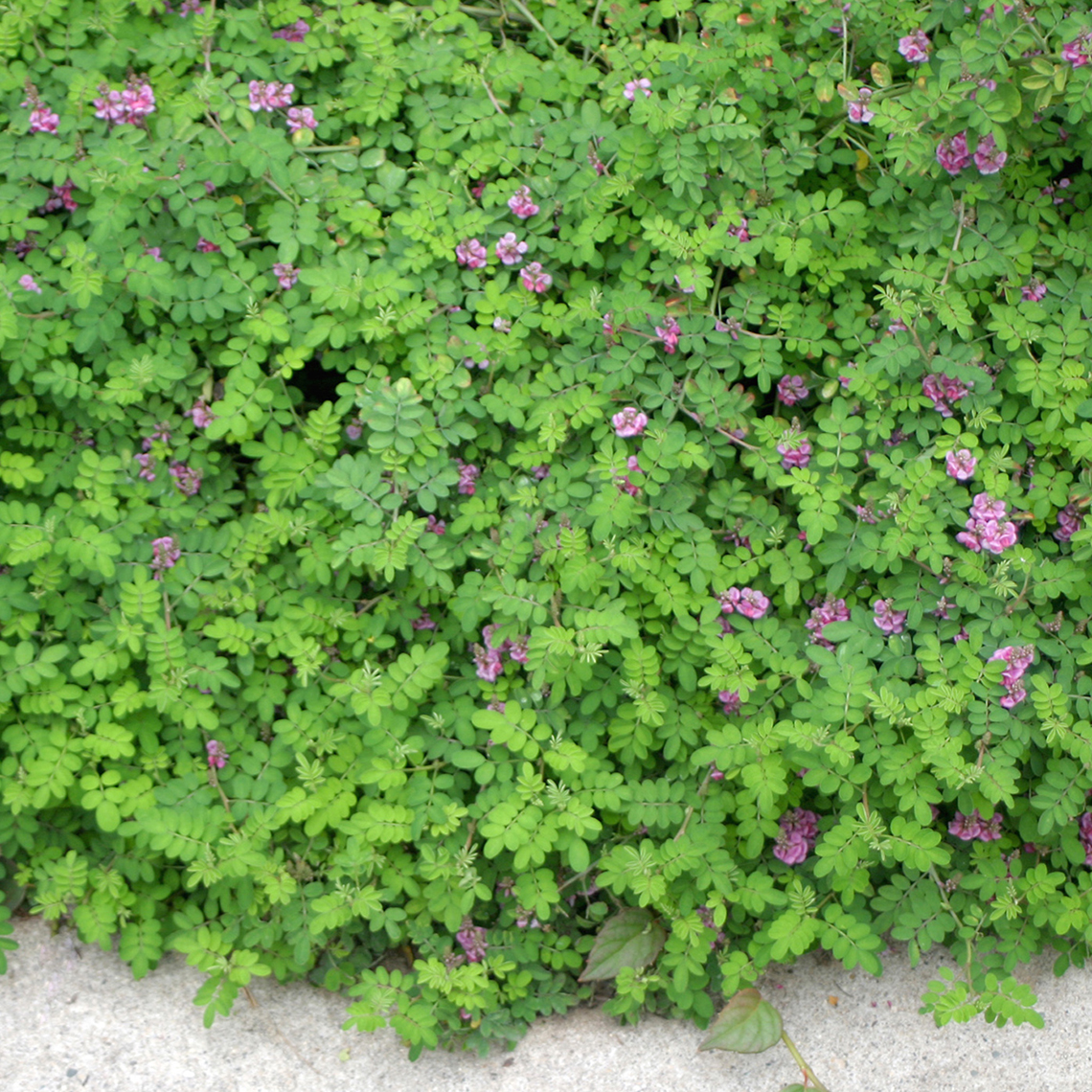 Ground covering Indigofera Rose Carpet with pink flowers